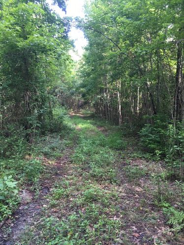 Affordable Hunting Tract Near Tallahassee: US 90, Monticello , FL 32344